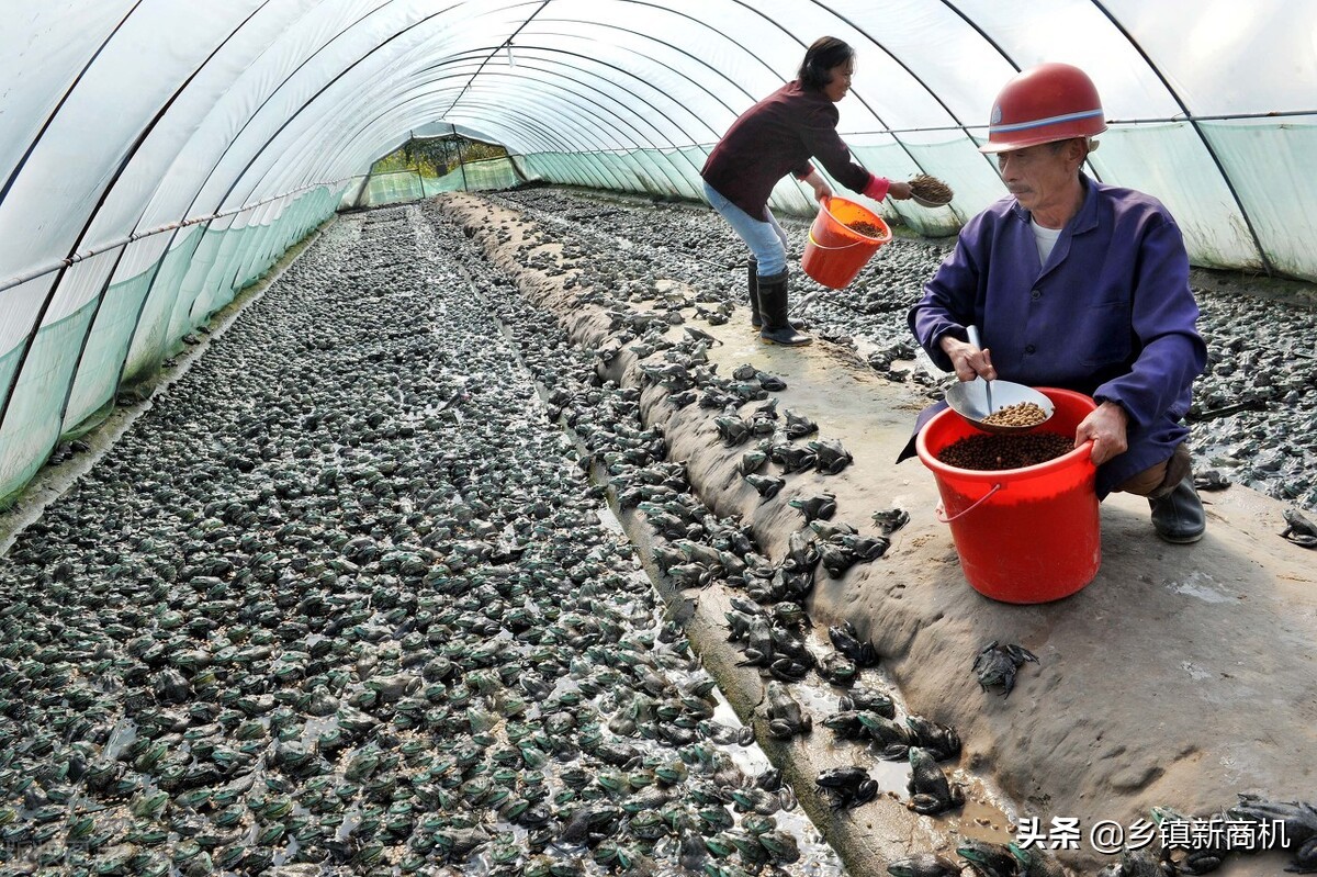 农村做什么最会赚钱(农村干什么挣钱最有前景) 农村做什么最会赚钱(农村干什么挣钱最有前景)